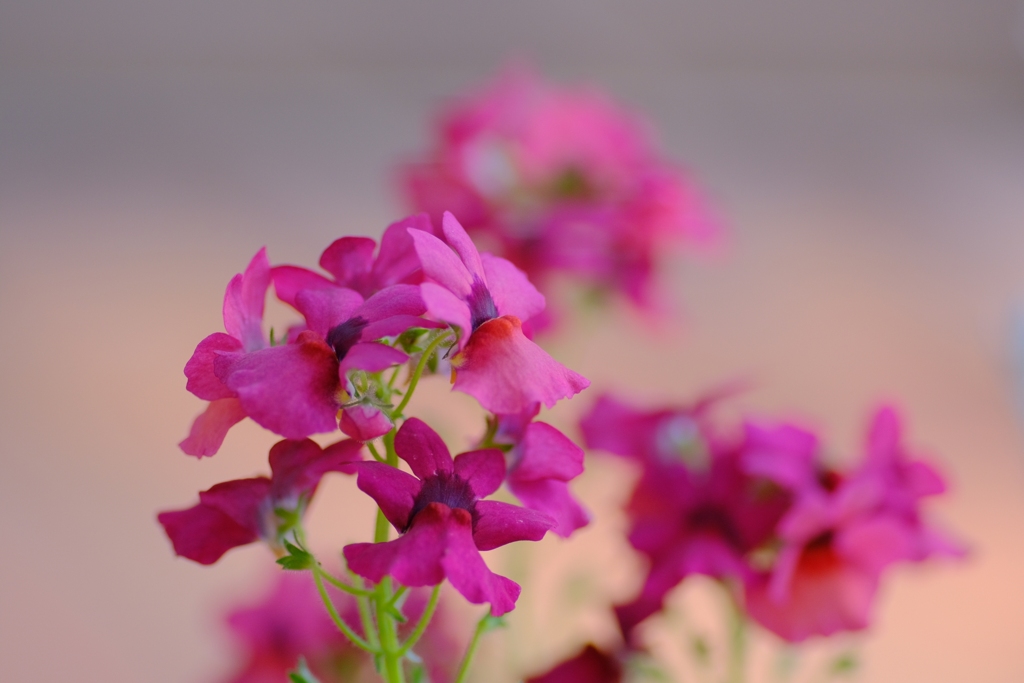 flower7936