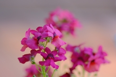 flower7936