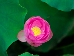 flower1030572