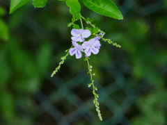 flower1030760