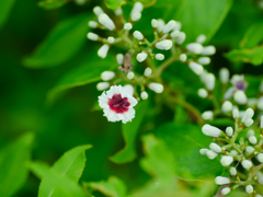 flower1030794