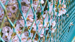 flower8905