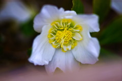 flower6936