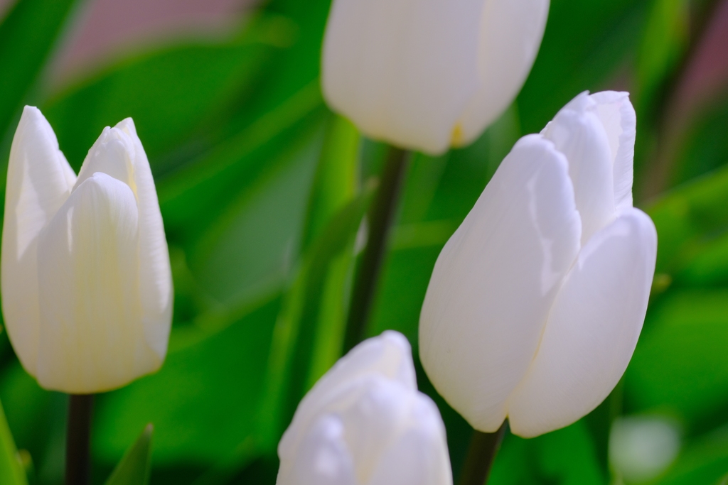 flower7958