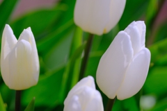 flower7958