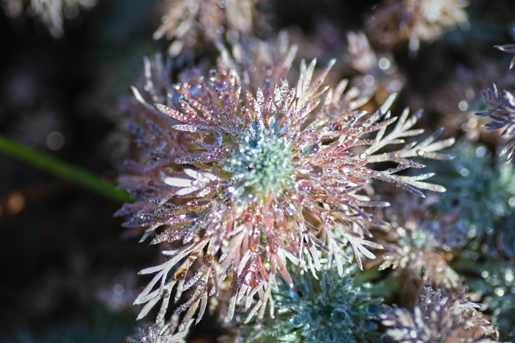 plant7134