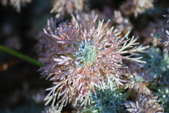 plant7134