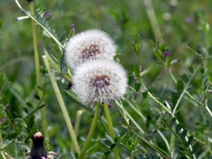 flower1010382