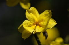 flower06059