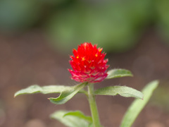 flower1020265