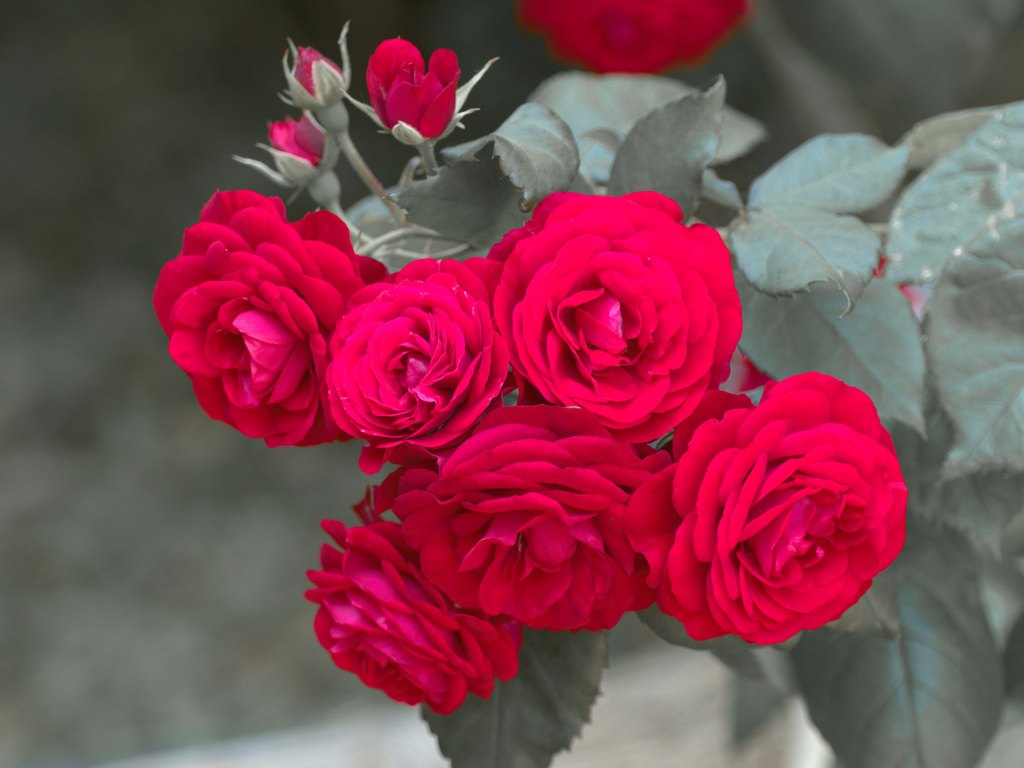 flower1020153