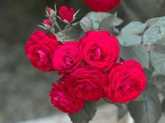 flower1020153