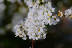 flower8650
