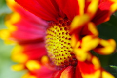 flower7047