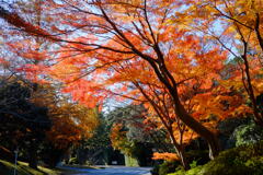 tree0260