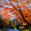 tree0260