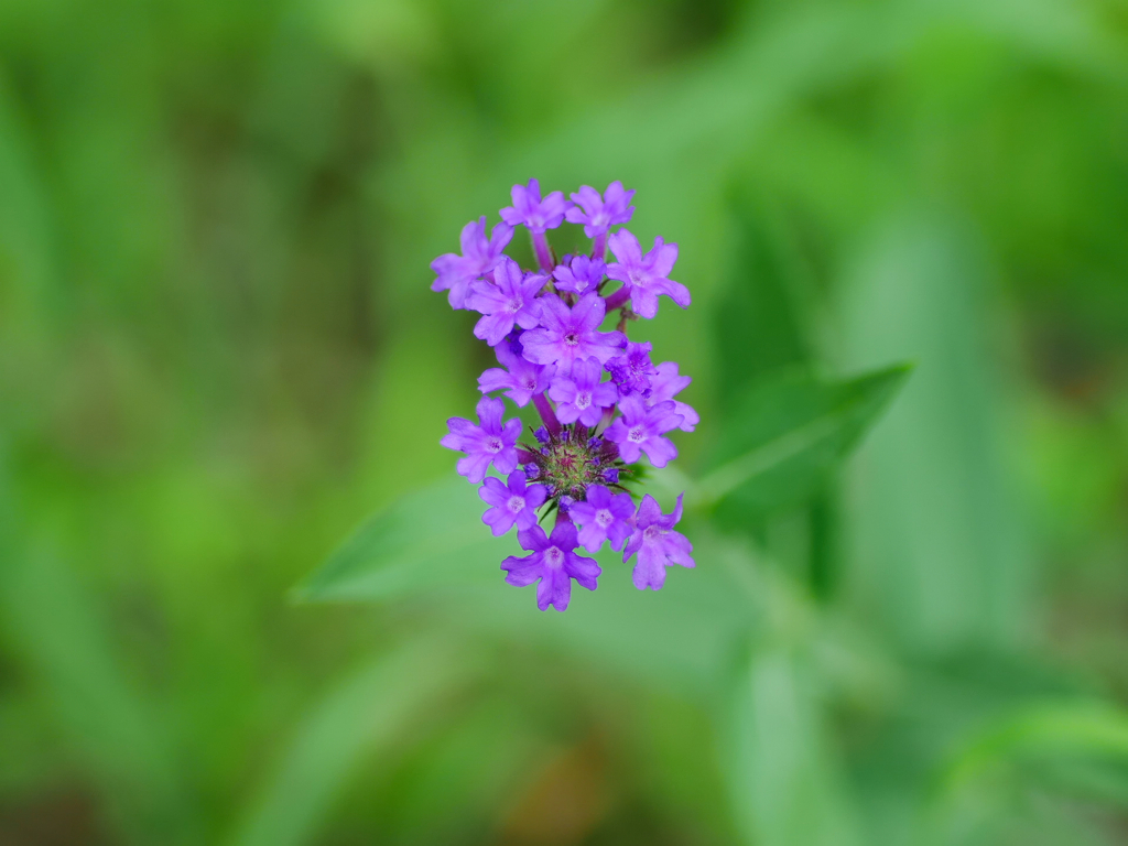 flower1030768