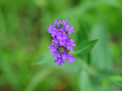 flower1030768