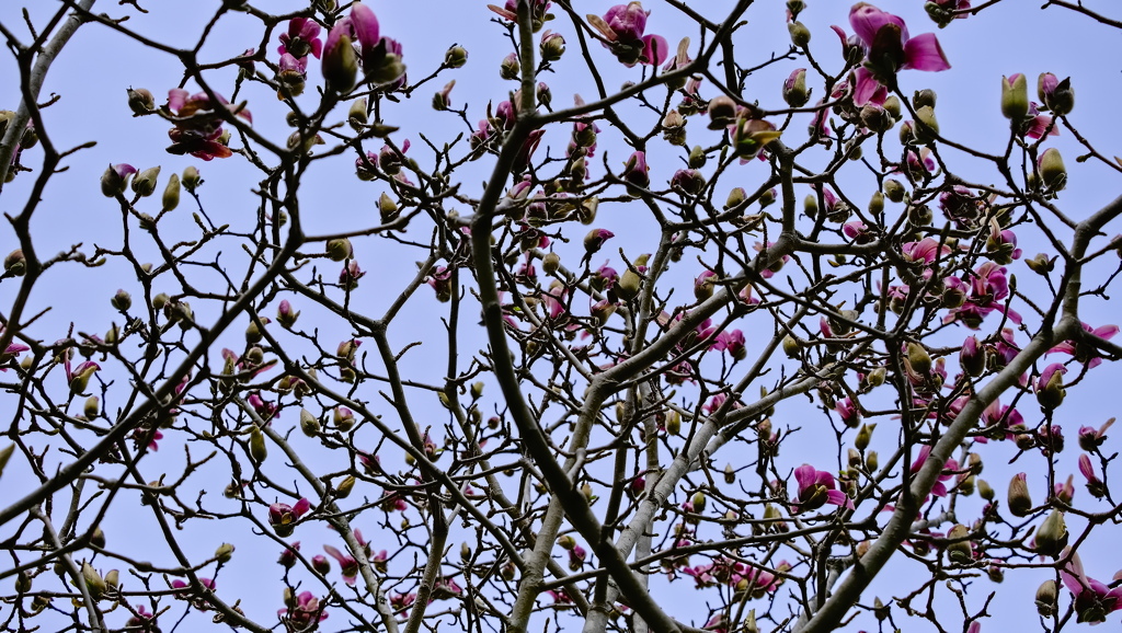 flower8681
