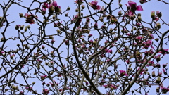 flower8681