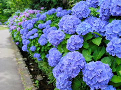 flower205736