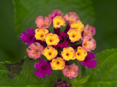 flower1030129