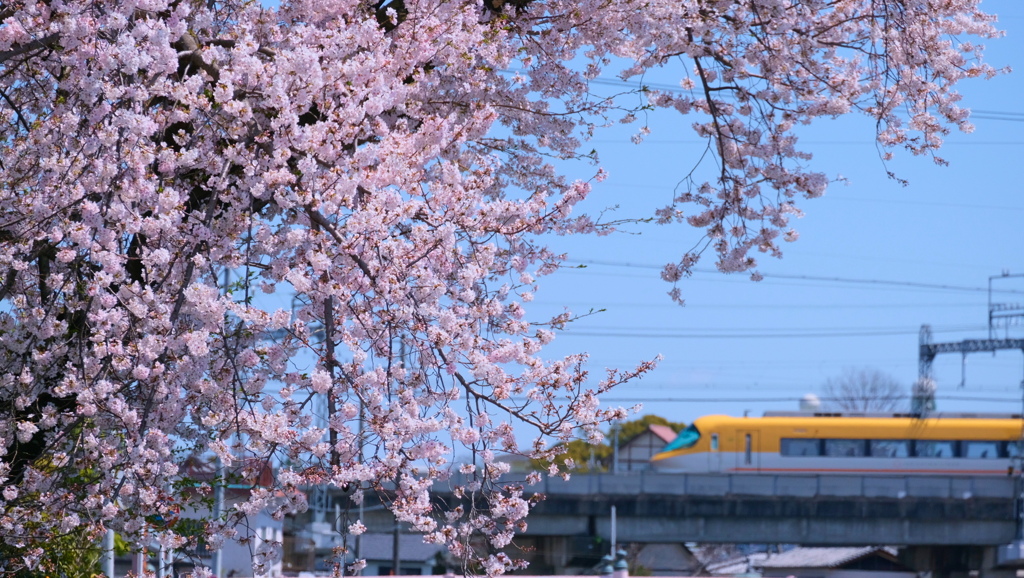 flower8919