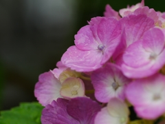 flower1020415
