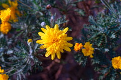 flower6812