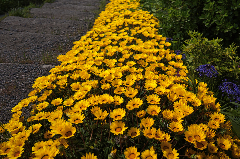 flower05256