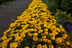 flower05256
