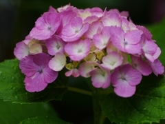 flower1020406
