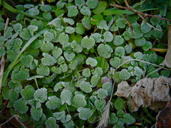 grass0208