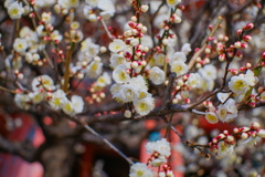 flower7359