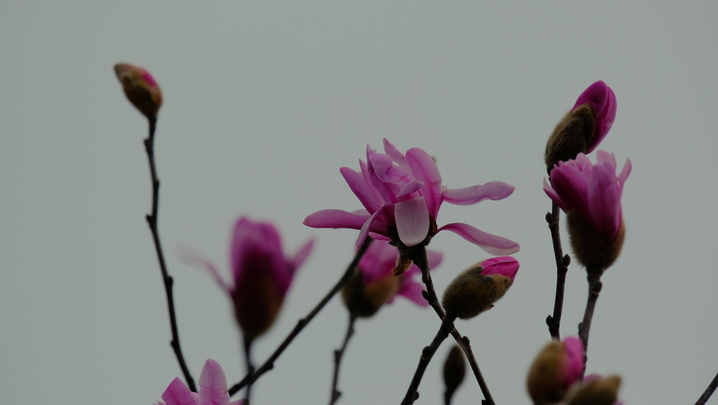 flower8675