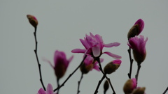 flower8675