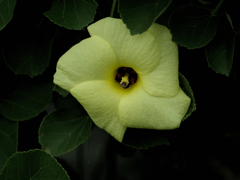 flower1030191