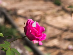flower0576