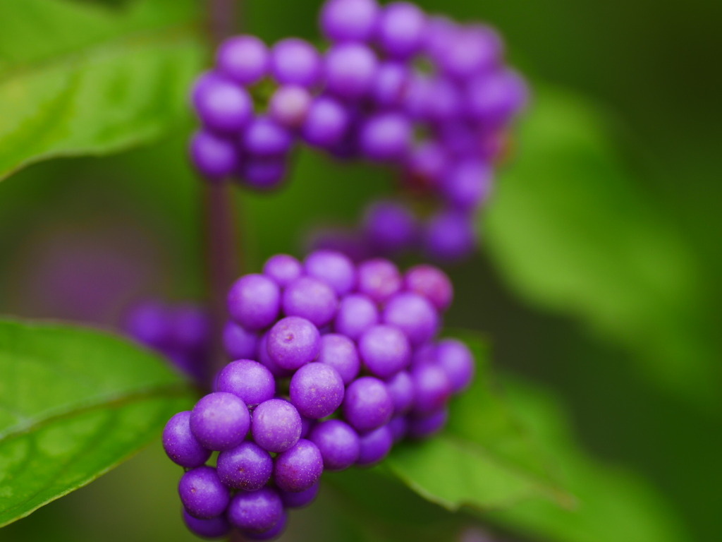 berry1030960