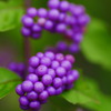 berry1030960