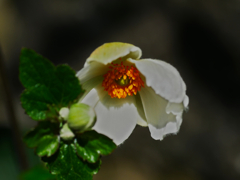 flower1030928