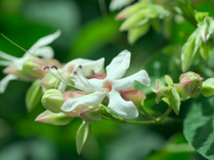 flower1030499