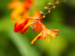 flower1030063 