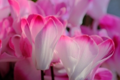 flower7940