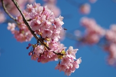 flower6471
