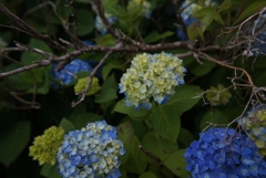flower02803