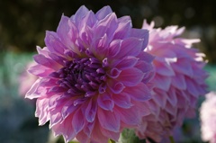 flower06525
