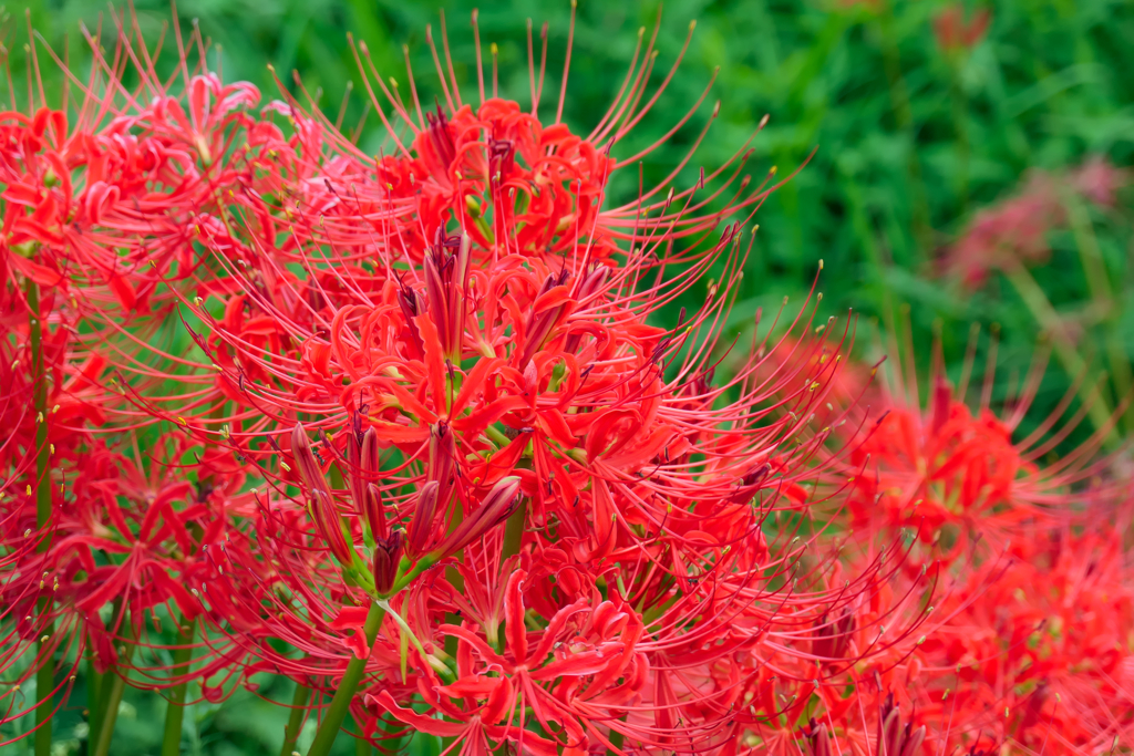flower1001703