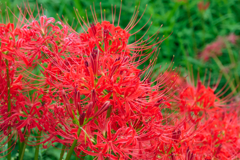 flower1001703