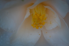 flower6691